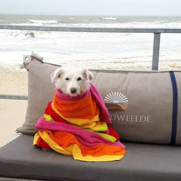 Strandhuisje Nieuwvliet met hond